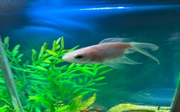 Goldfish fish for sale: 2 Goldfish, 2 Shrimp, Tank and Accessories - Image 3