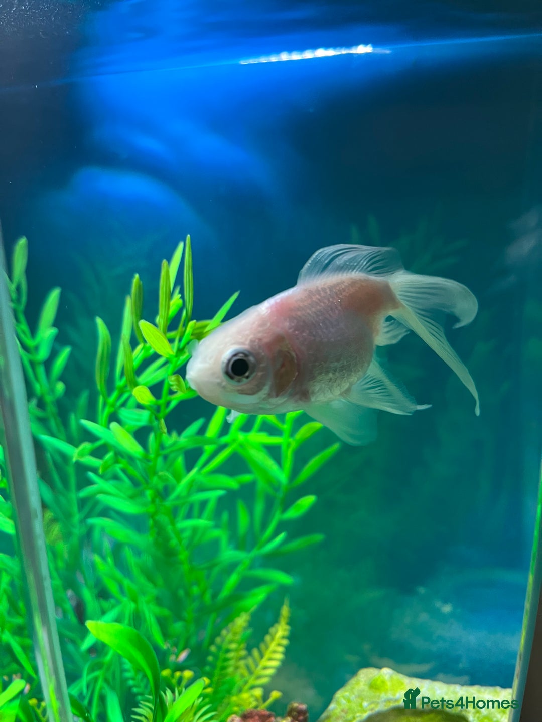 Goldfish fish for sale: 2 Goldfish, 2 Shrimp, Tank and Accessories - Image 3