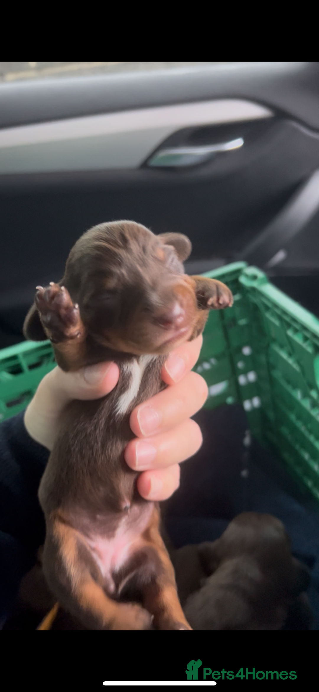 Miniature Dachshund dogs for sale: Kc registered health tested miniature dachshund  - Image 9