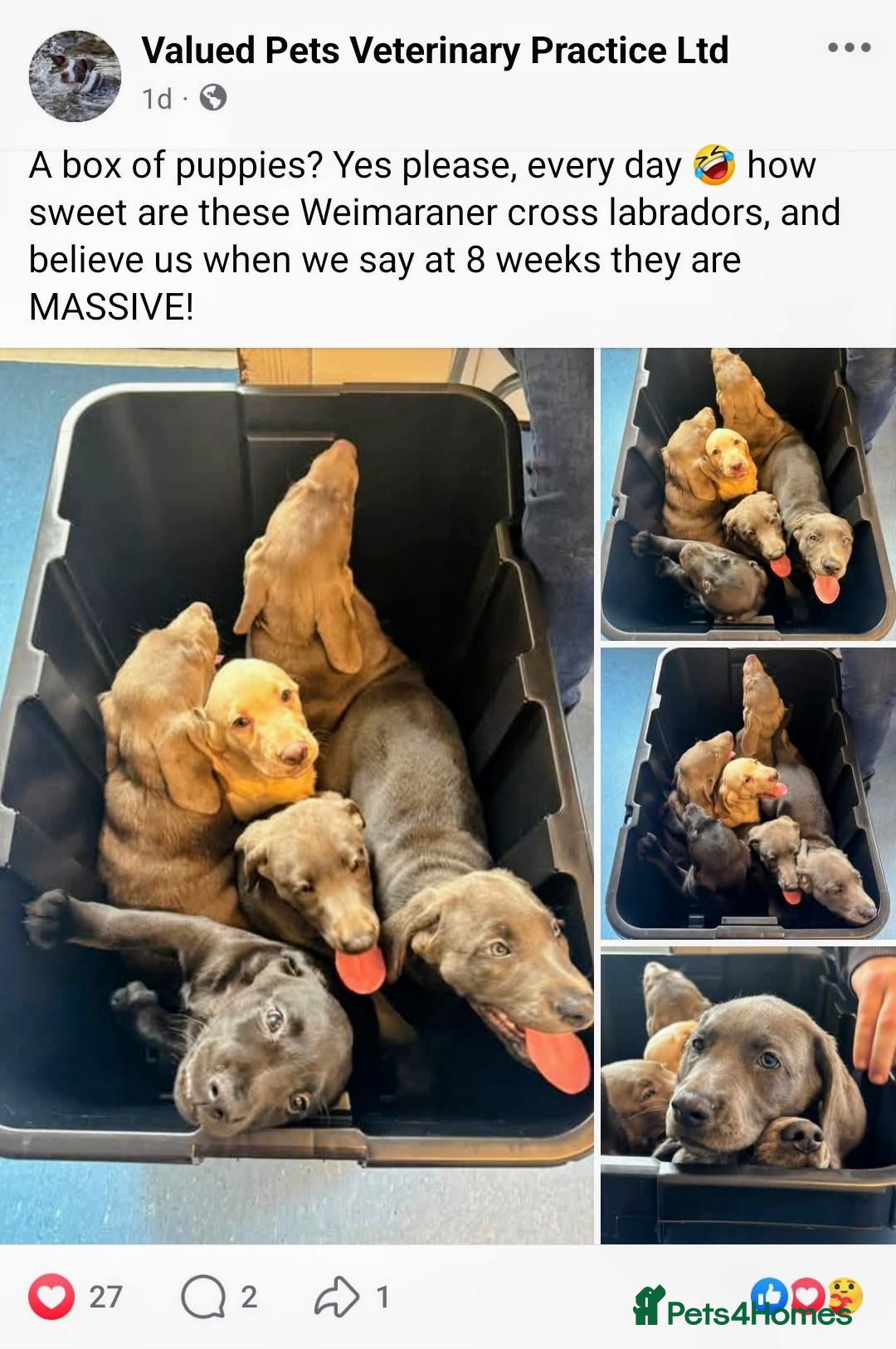 Mixed Breed dogs Weimaraner cross - Advert 12