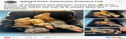 Mixed Breed dogs for sale: F2b labmaraner  - Advert 10