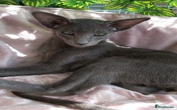 Oriental cats for sale: Full Pedigree Oriental 1 Kitten XL size ears GCCF in Biggleswade - Image 2