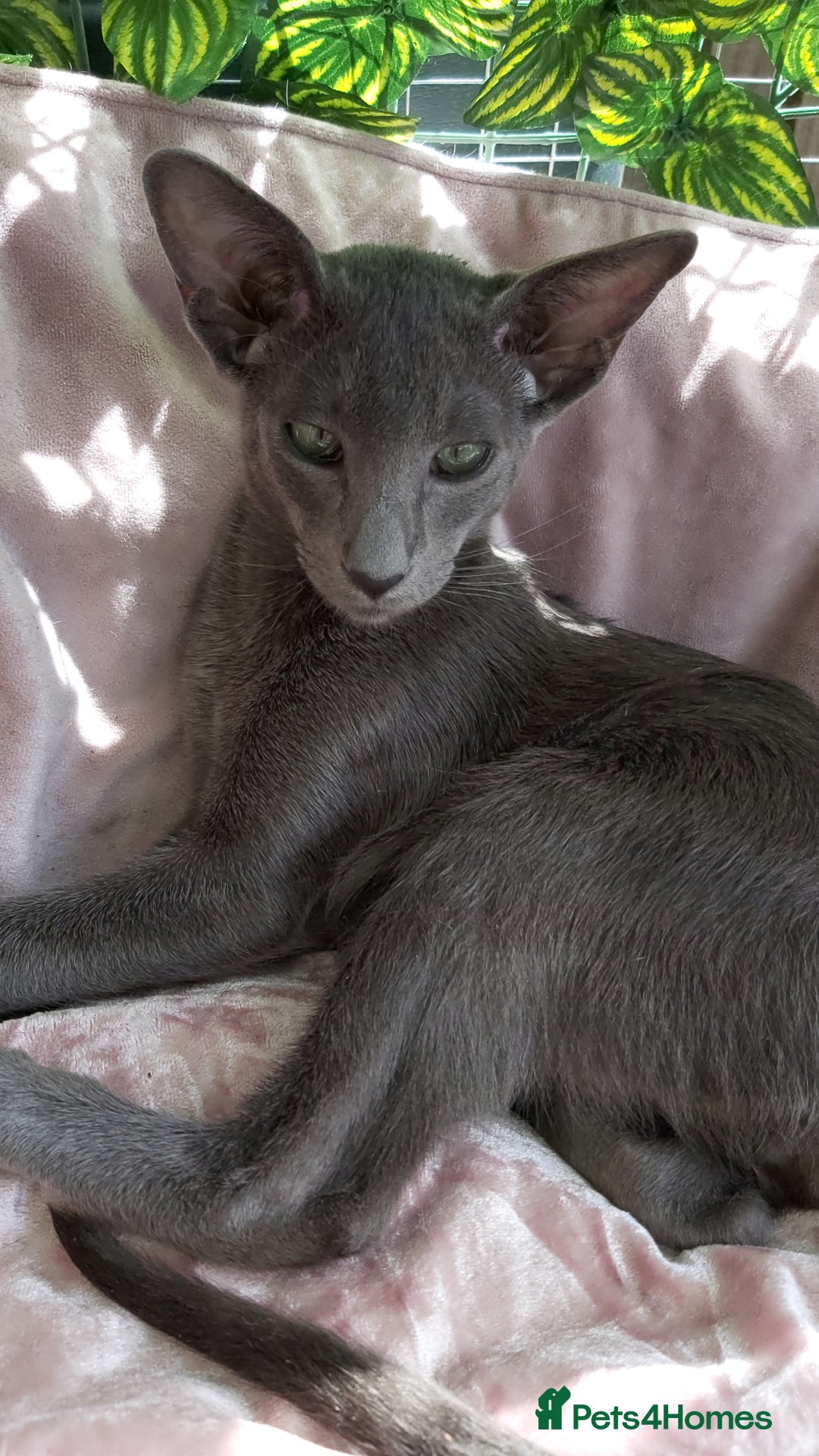 Oriental cats for sale: Full Pedigree Oriental 1 Kitten XL size ears GCCF in Biggleswade - Image 2