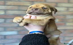 Mixed Breed dogs for sale: Bulldog de Bordeaux  - Image 12