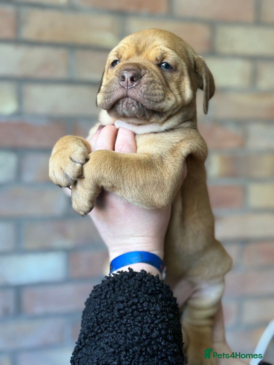 Mixed Breed dogs for sale: Bulldog de Bordeaux  - Image 12