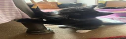 Mixed Breed cats for sale: Four kittens looking for good homes! in Edinburgh - Advert 3