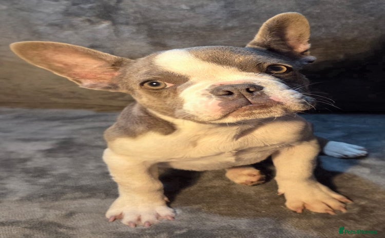 French Bulldog dogs - Advert 8