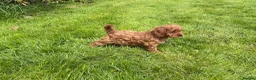Cavapoo dogs for sale: Red F1 Cavapoo Puppies - Advert 7