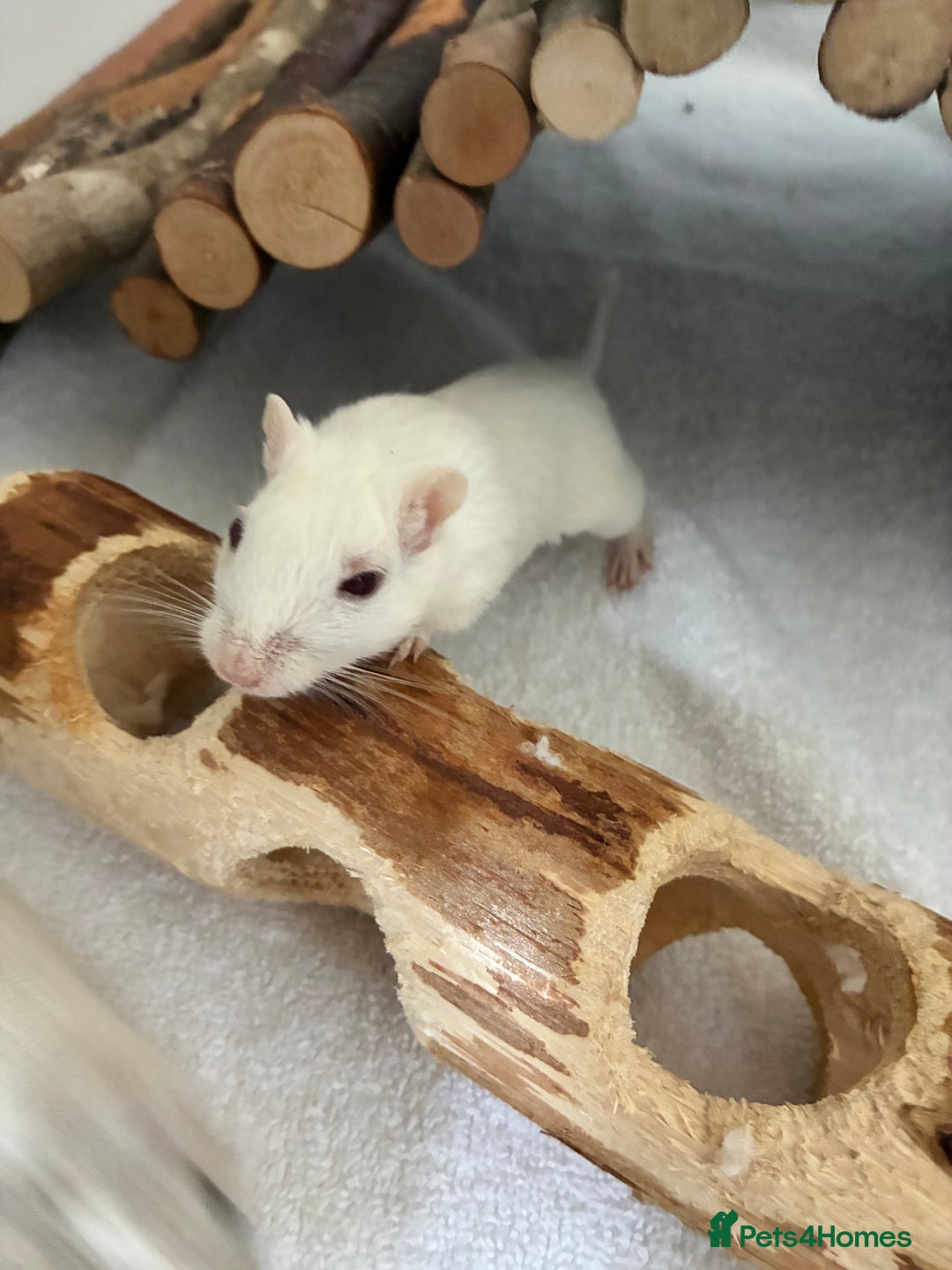 Gerbil rodents for sale: 2 female gerbils (including bucatstate cage etc) - Image 4