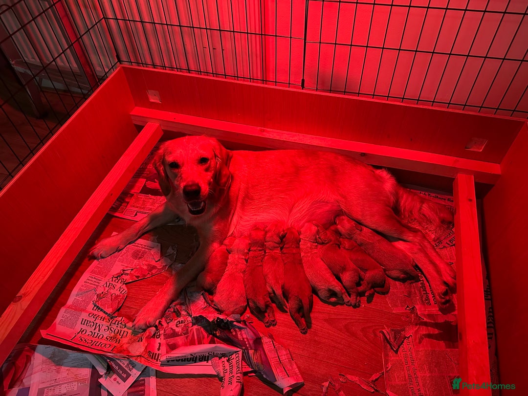 Goldendoodle dogs for sale: F1 Miniature goldendoodles  - Advert 17