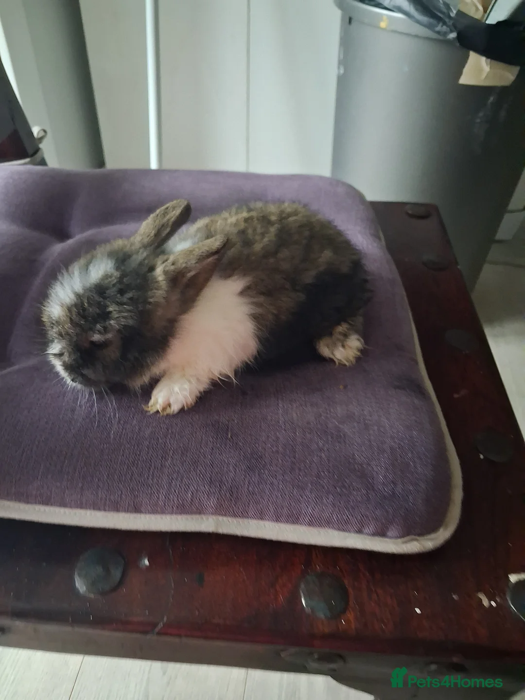 Lionhead rabbits for sale: 🐰 Beautiful Lionhead Rabbits for Sale 🐰 - Advert 5