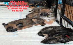 Shepsky dogs for sale: 3 Beautiful Female Bi-eyed Shepsky puppies  - Image 6