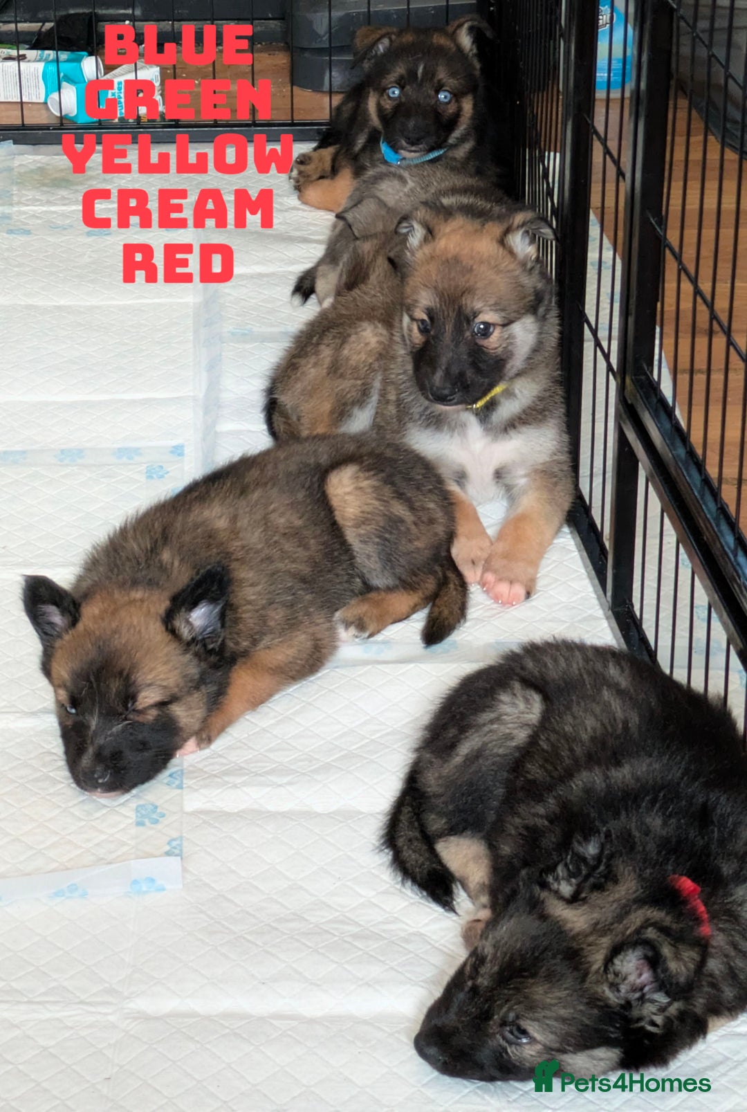 Shepsky dogs for sale: 3 Beautiful Female Bi-eyed Shepsky puppies  - Image 6