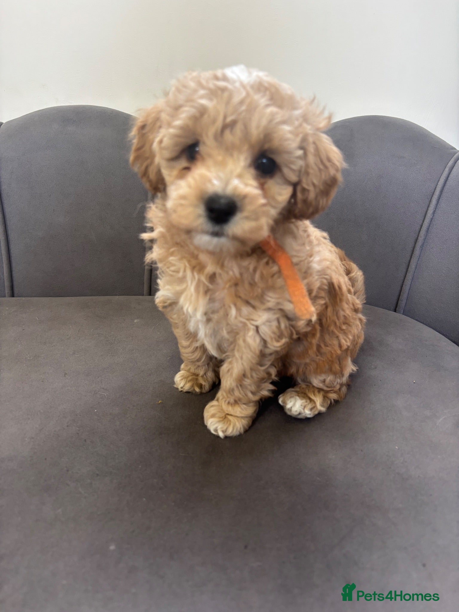 Poochon dogs Ready now Stunning Poochon Pups - Advert 2