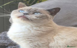 British Shorthair cats for sale: Lovely blue colourpoint girl in Ashton-under-Lyne - Image 1