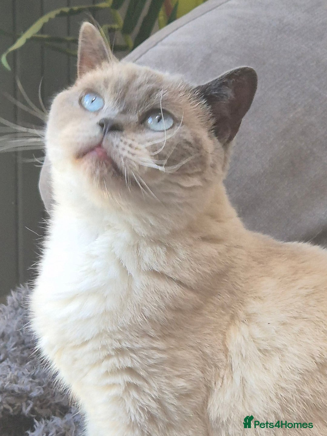 British Shorthair cats for sale: Lovely blue colourpoint girl in Ashton-under-Lyne - Image 1