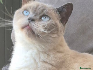 British Shorthair cats in Ashton-under-Lyne - Advert 23