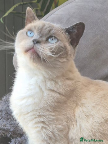 British Shorthair cats in Ashton-under-Lyne - Advert 14