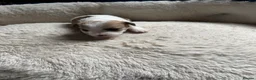 Jackapoo dogs for sale: Jackapoo beautiful puppies  - Advert 27