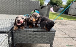 Dachshund dogs for sale: Miniature dachshunds ready now 💗 - Image 1
