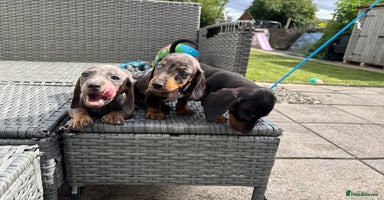 Dachshund dogs - Advert 11