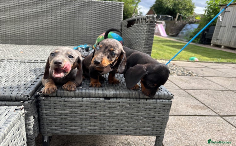 Dachshund dogs - Advert 3