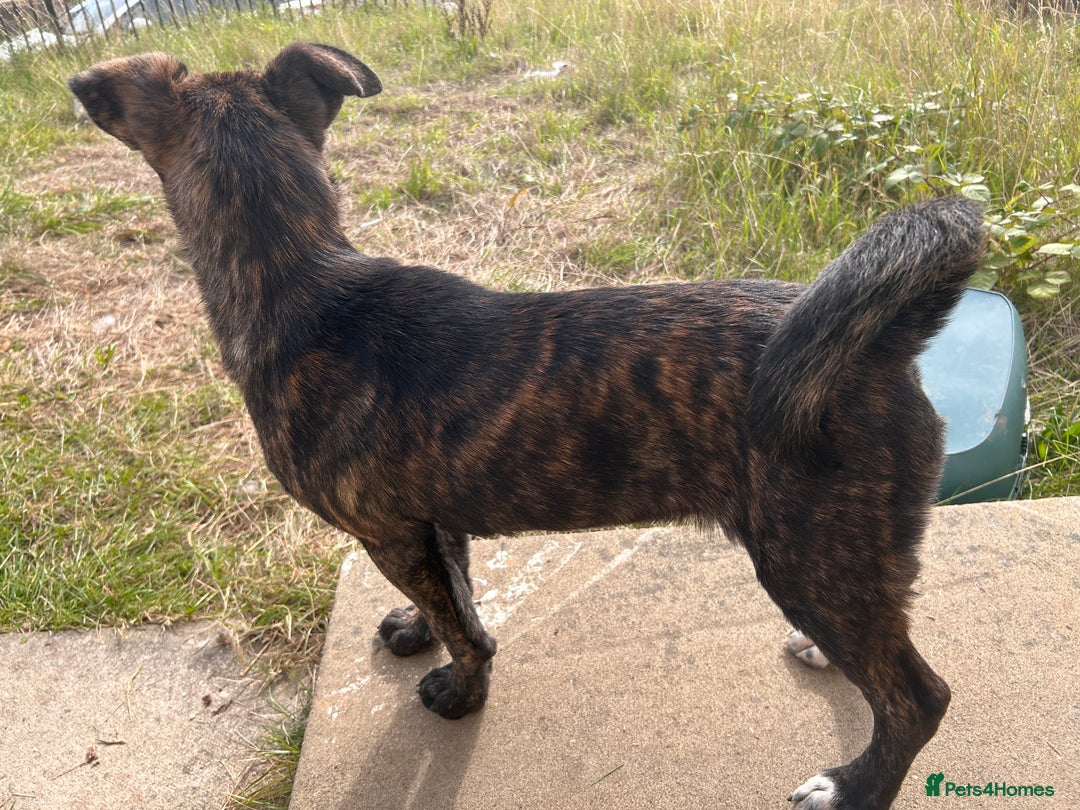 Mixed Breed dogs for sale: One puppy left, Cane Corso X Japanese Akita - Image 2