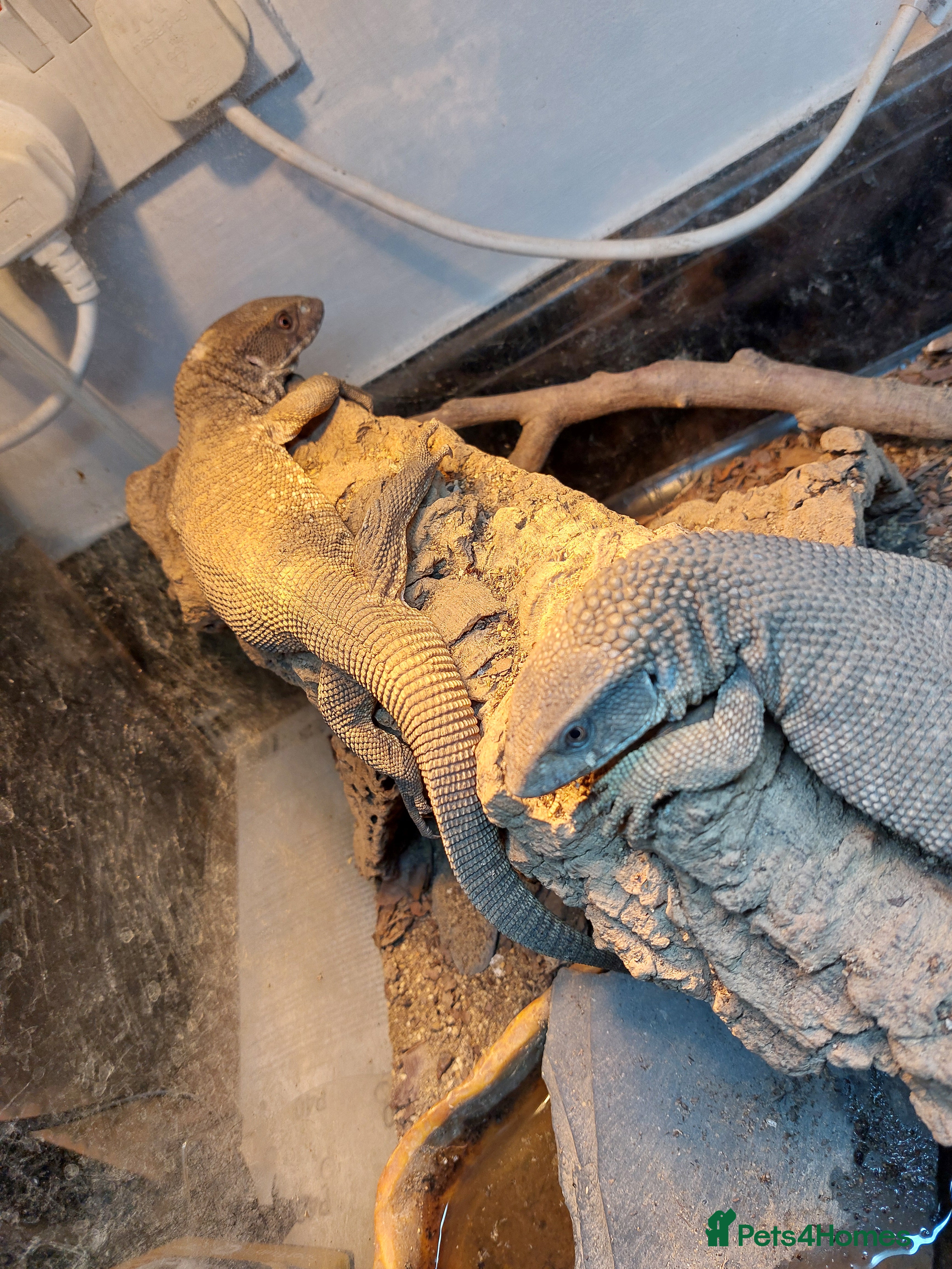 Monitor reptiles Bosc monitor pair - Advert 1