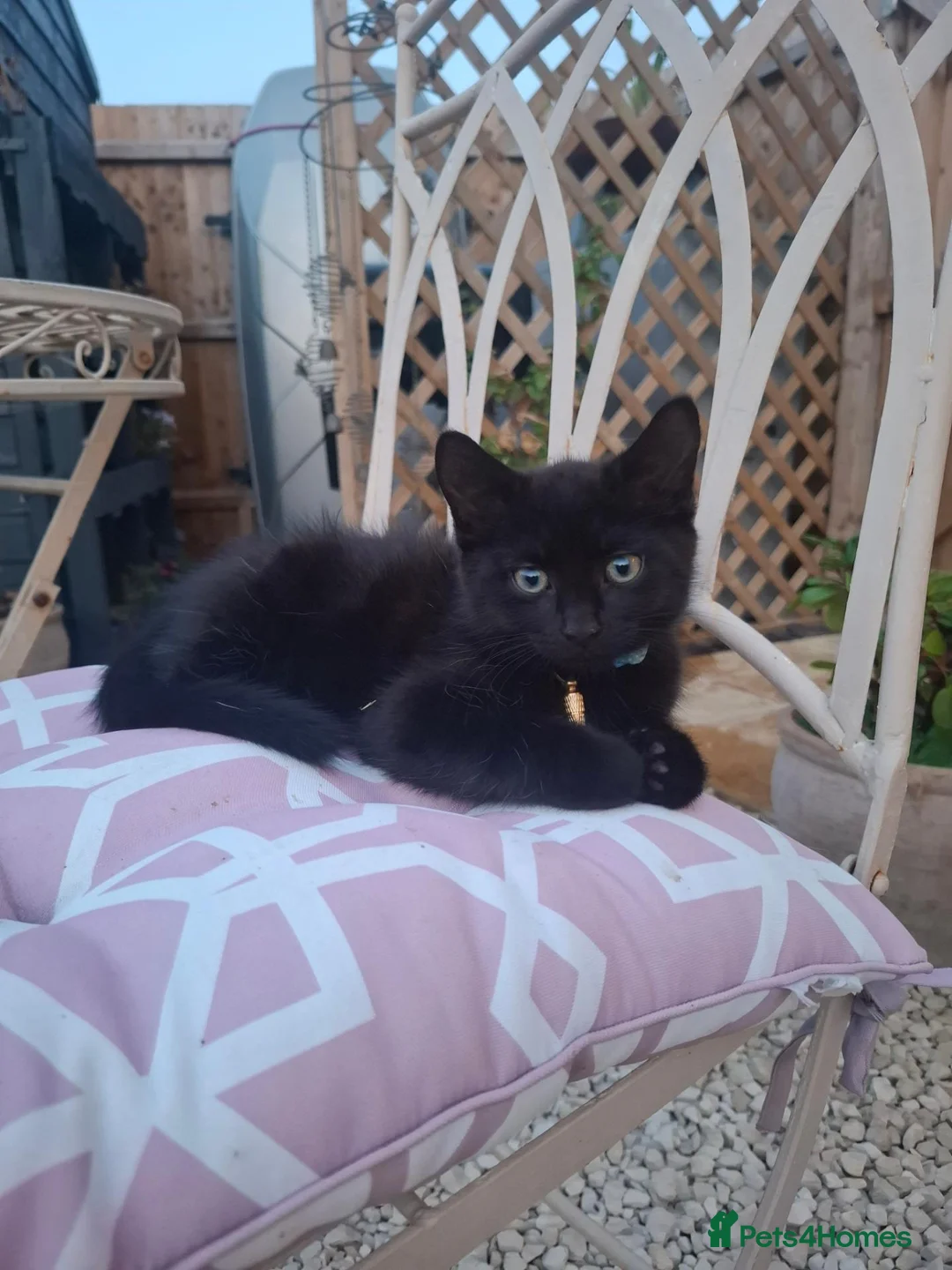 British Shorthair cats for sale: 2 x male kittens - Advert 3
