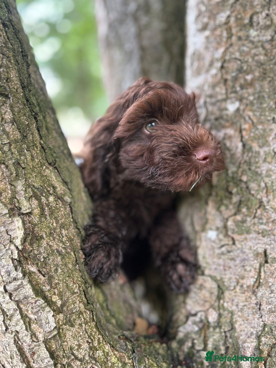 Cockapoo dogs for sale: Gorgeous Cockerpoo Puppies - Image 6