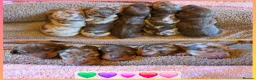 Miniature Dachshund dogs for sale: KC mini dachshund pups  - Advert 3