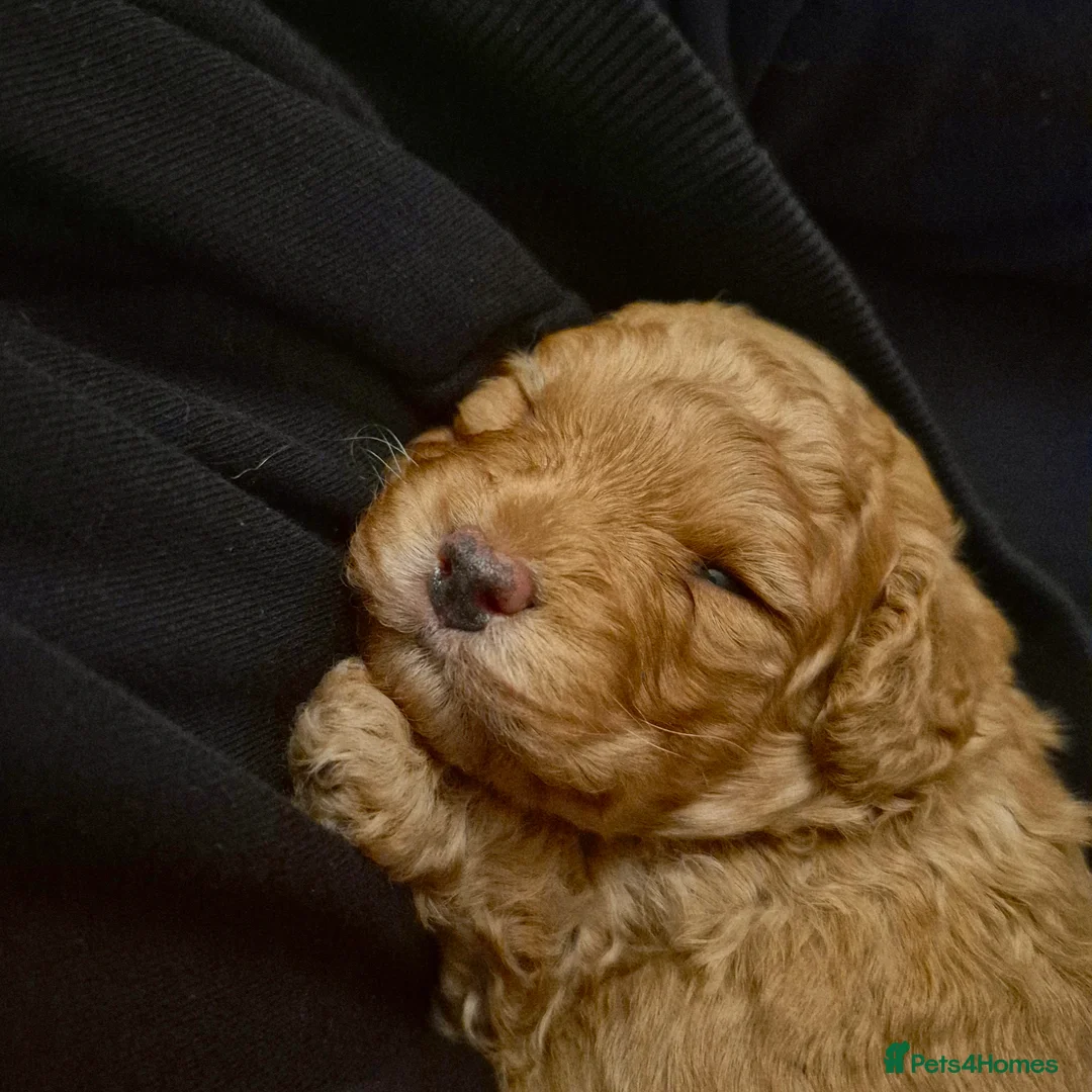 Cockapoo dogs for sale: Cockerpoo  - Advert 14