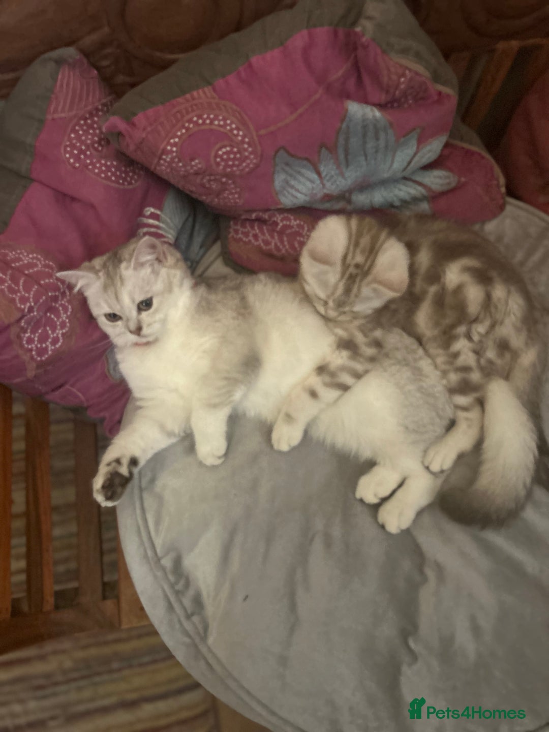 Scottish Fold cats for sale: Beautiful Scottish fold baby’s  in Reading - Image 21
