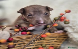 Miniature Bull terrier dogs for sale: 🐾 Exclusive Miniature Bull Terrier Puppies 🐾 - Image 21