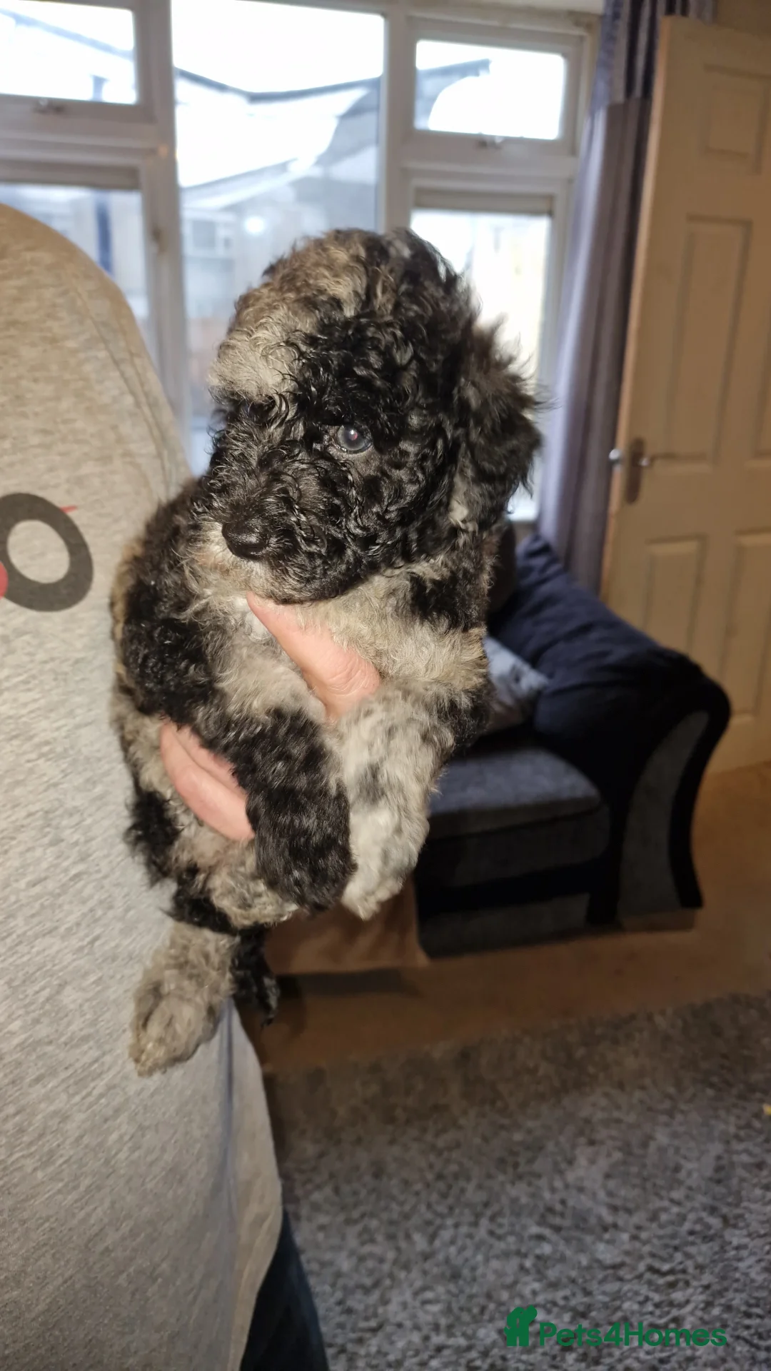 Miniature Poodle dogs for sale: Miniature poodle puppies  - Advert 3
