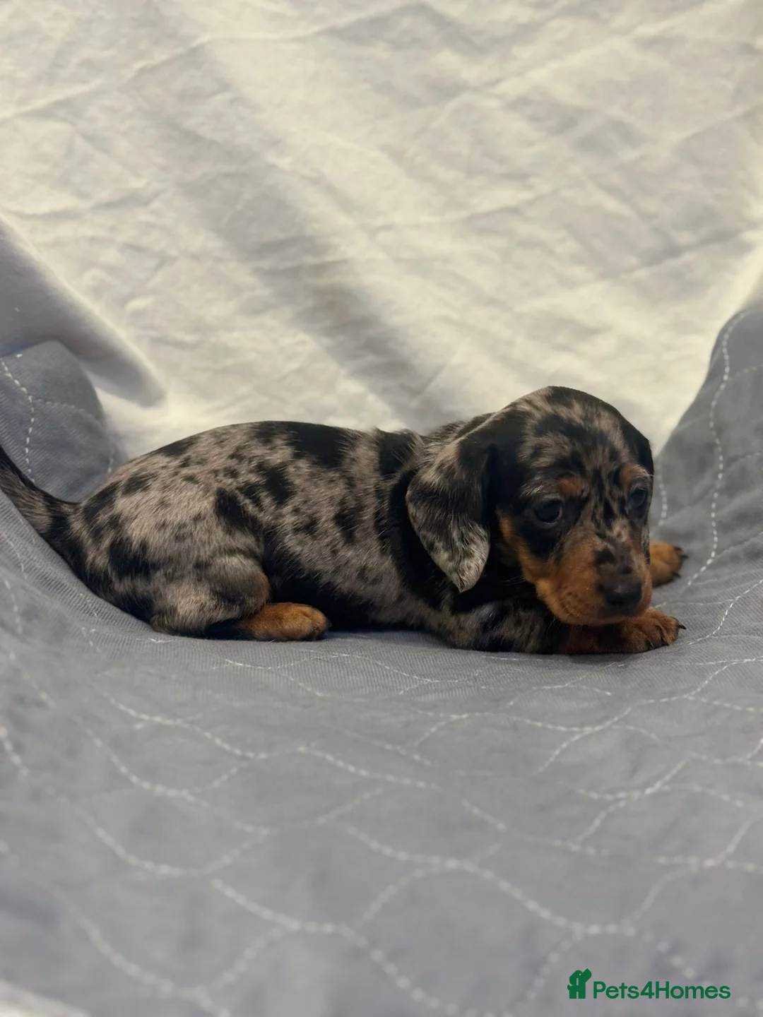 Dachshund dogs for sale: Miniature dashhound  - Advert 15