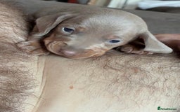 Miniature Dachshund dogs for sale: Beautiful litter of puppy’s  - Image 6