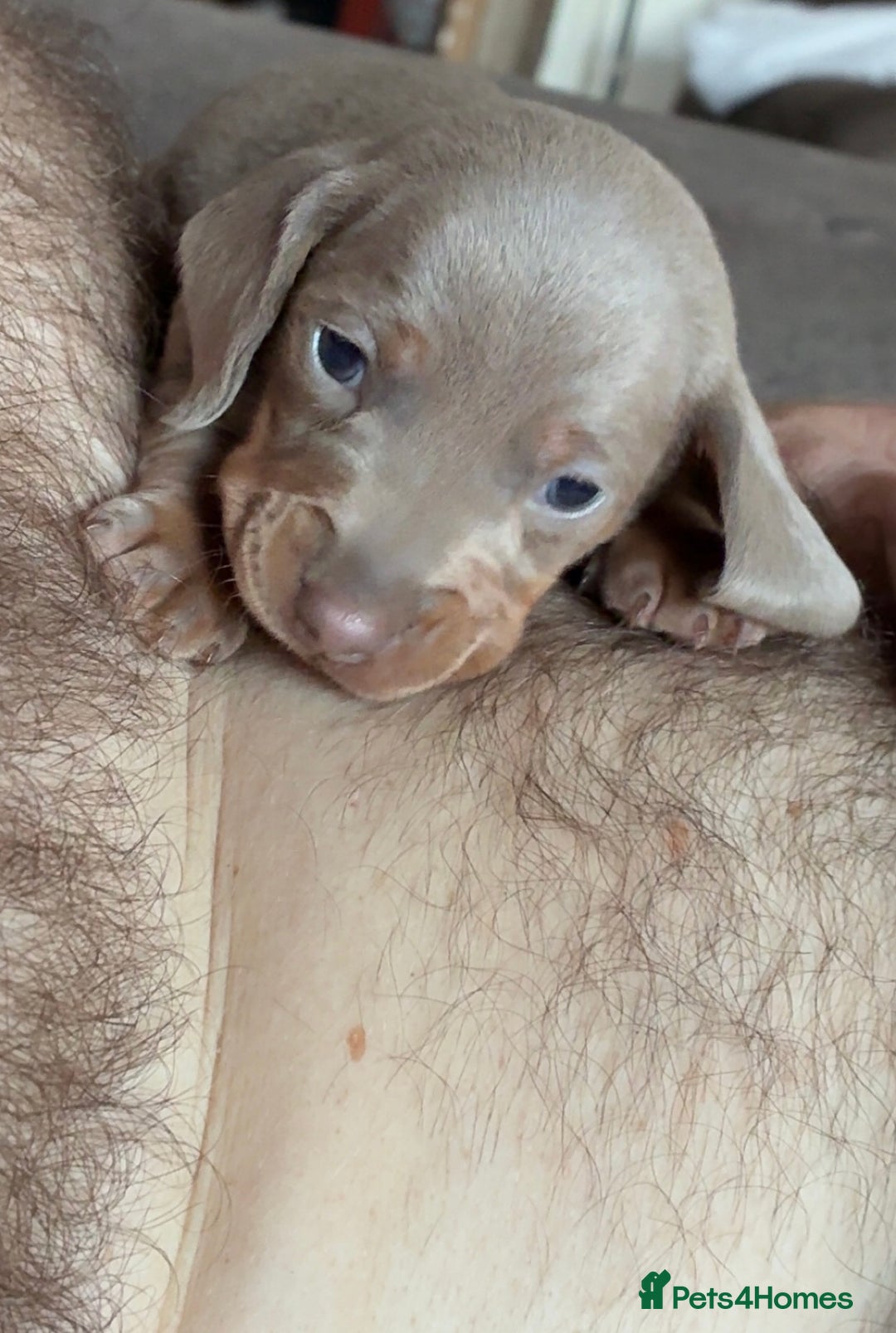 Miniature Dachshund dogs for sale: Beautiful litter of puppy’s  - Image 6