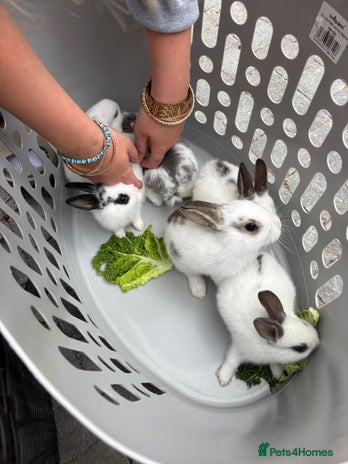 Mixed Breed rabbits - Advert 17