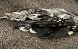 American Shorthair cats for sale: Three beautiful Kittens  - Image 13