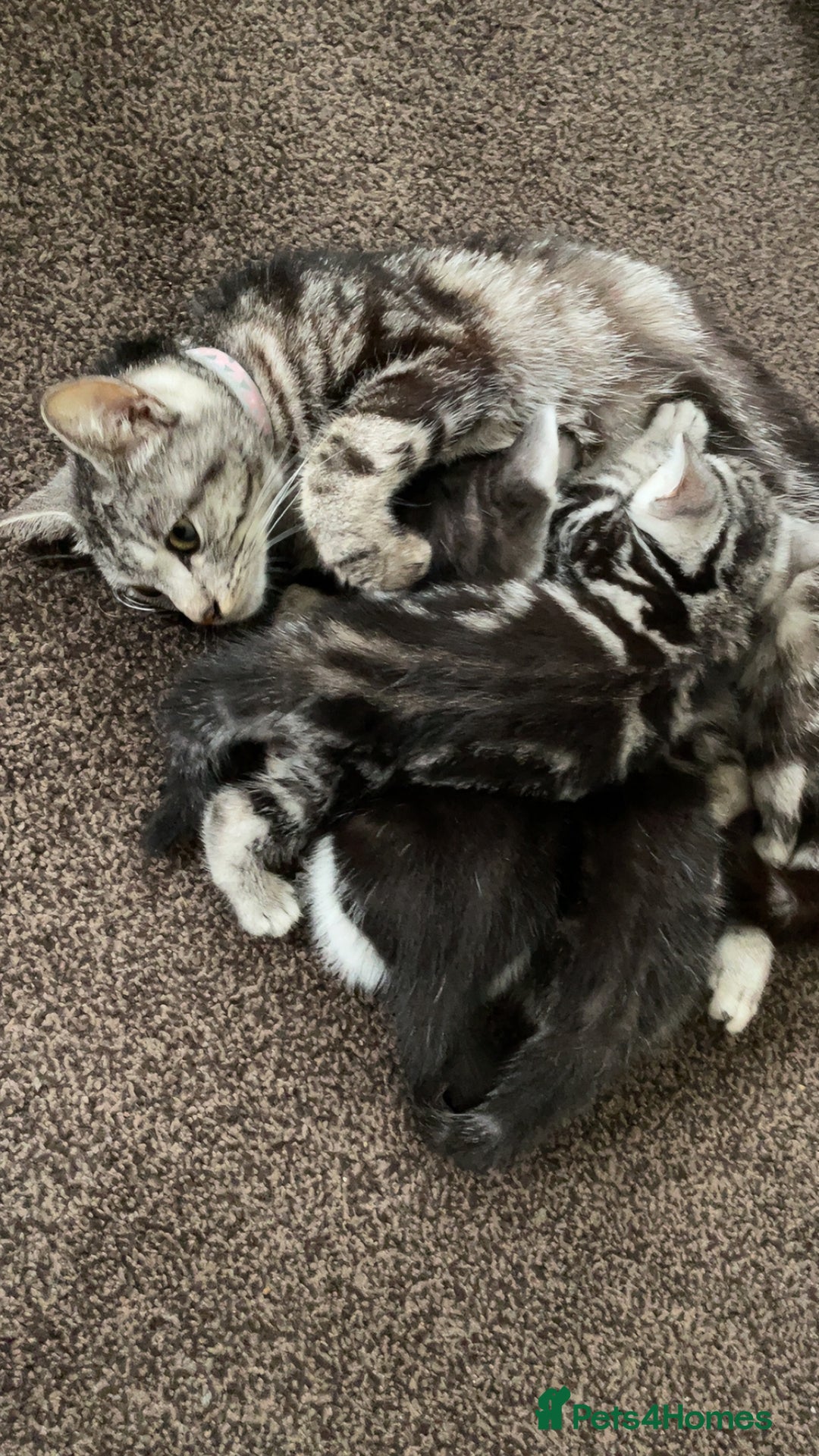 American Shorthair cats for sale: Three beautiful Kittens  - Image 13