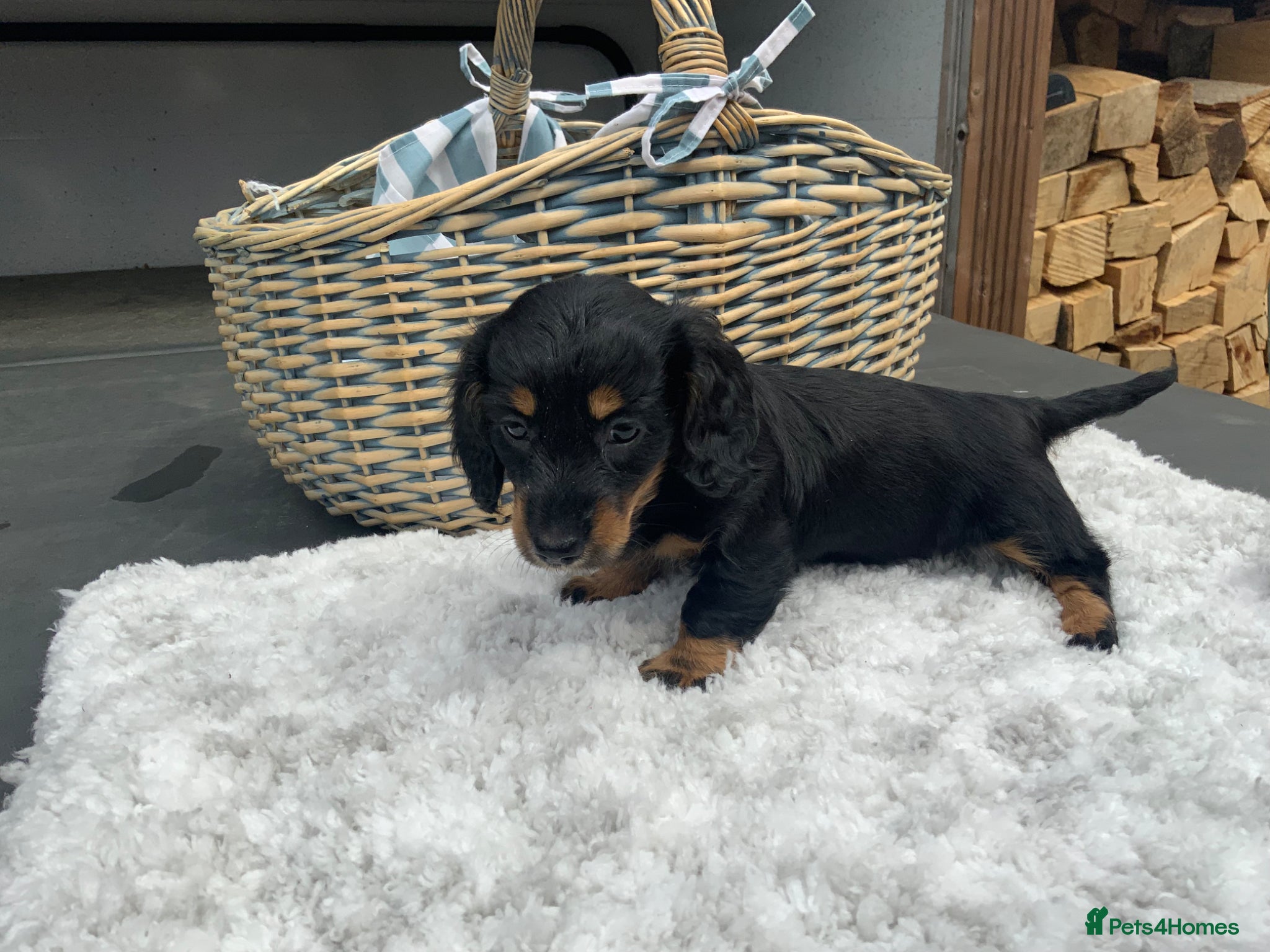 Miniature Dachshund dogs for sale: Miniature Dachshund Puppies 🐶  - Advert 11