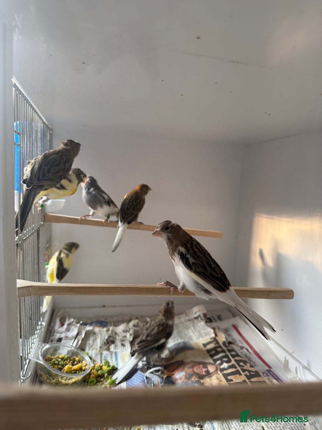 Canaries birds for sale: Spanish timbrado canaries - Image 2