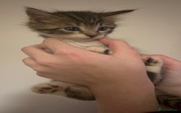 Mixed Breed cats for sale: Kittens ready to go! - Advert 6