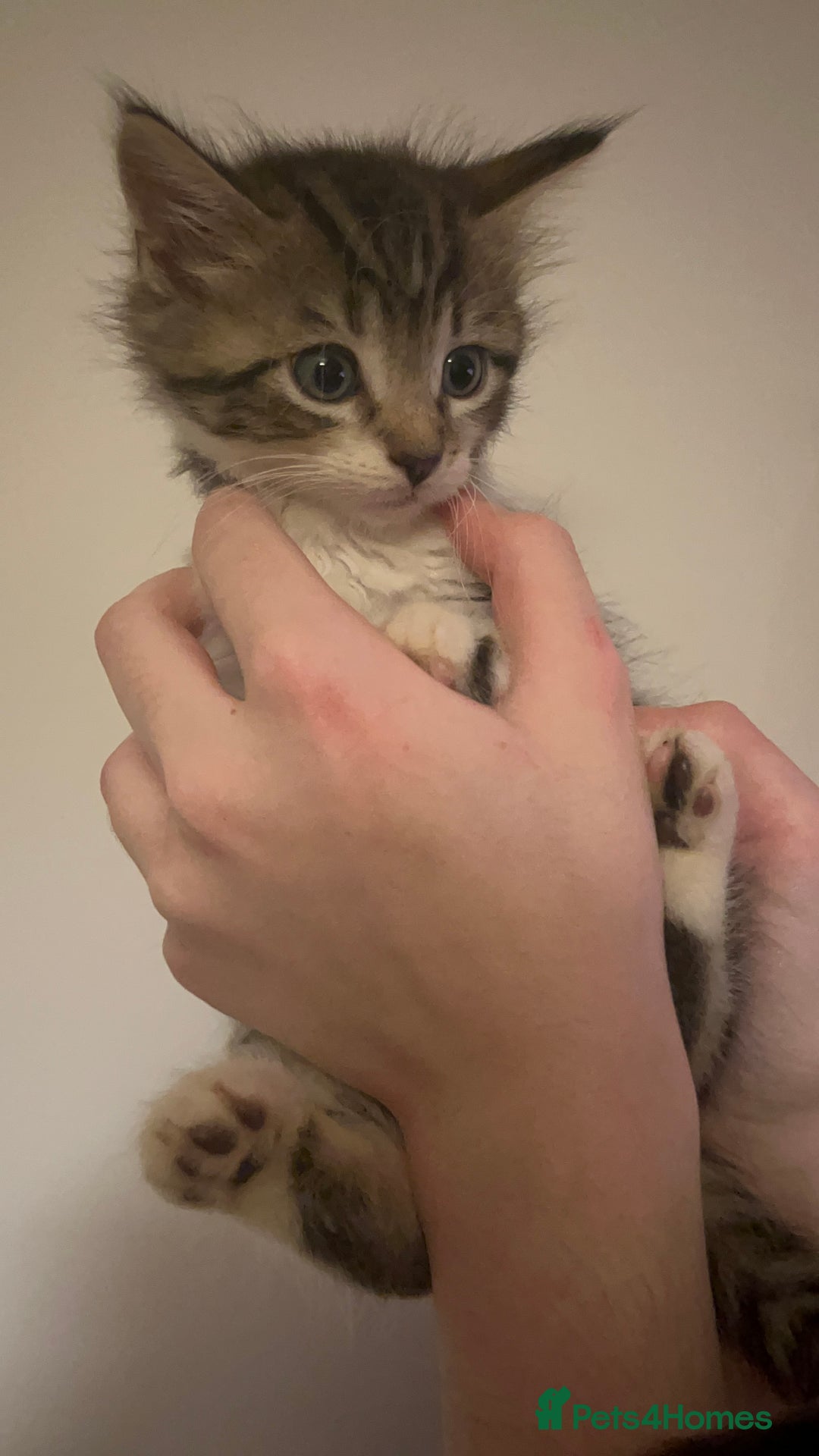 Mixed Breed cats for sale: Kittens ready to go! - Advert 6