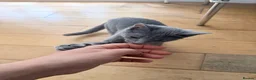Russian Blue cats for sale: 🐾 Loving Home Needed for a Special Russian Blue🐾 - Advert 2