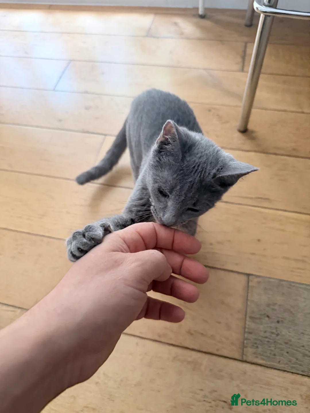 Russian Blue cats for sale: 🐾 Loving Home Needed for a Special Russian Blue🐾 - Advert 2