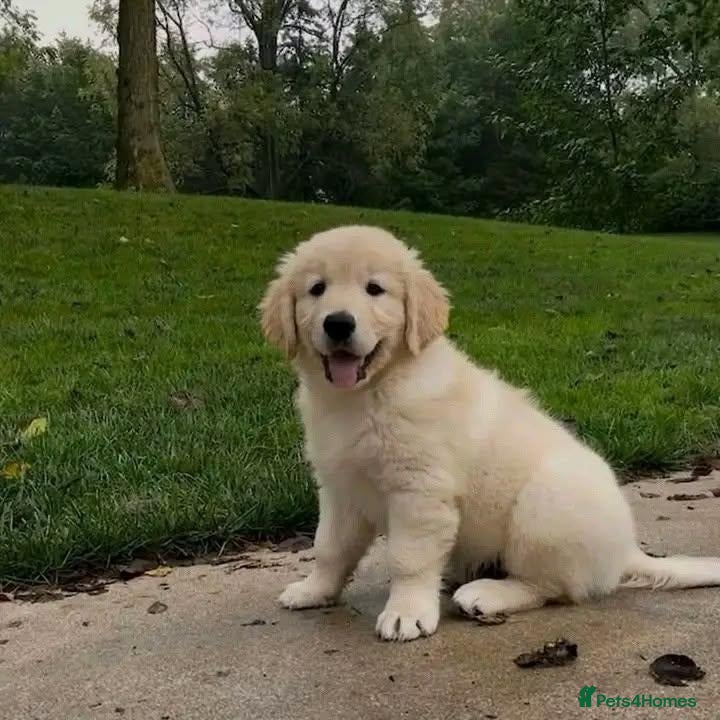 Golden Retriever dogs  THIS GORGEOUS BOY IS LOOKING FOR HIS FOREVER HOME - Advert 5