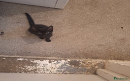 Bombay cats for sale: 3 black girl kitten - Image 7