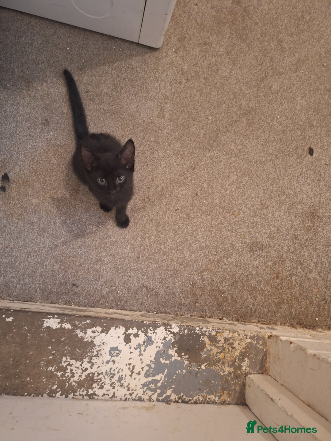 Bombay cats for sale: 3 black girl kitten - Image 7
